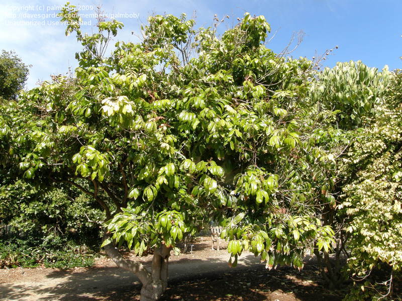 معرفی و راهنمای پرورش درختان میوه - لونگان